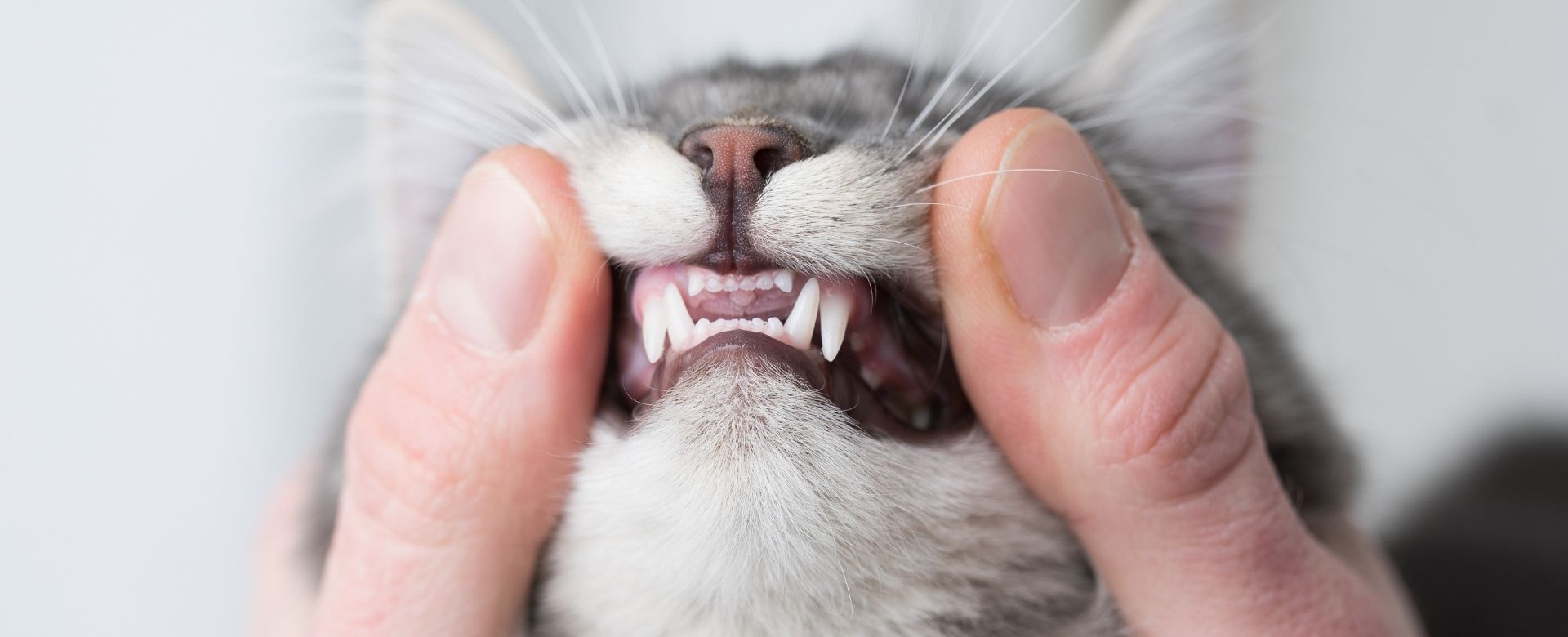 Cat dental exam at Ancare Vet