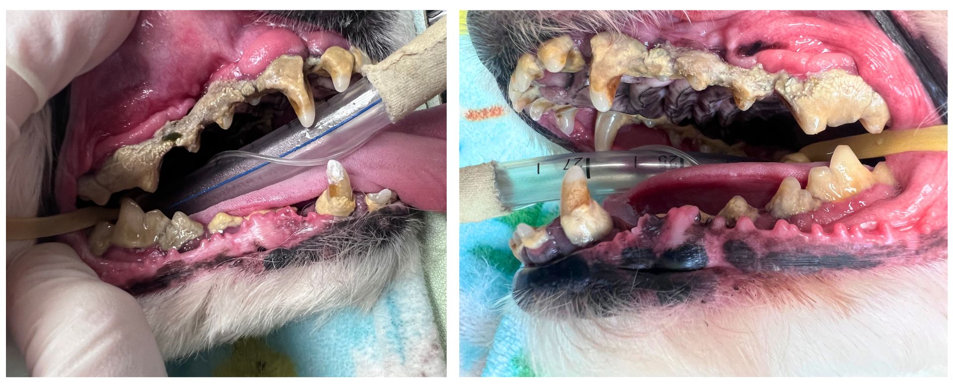 Before Dental Cleaning of a dog