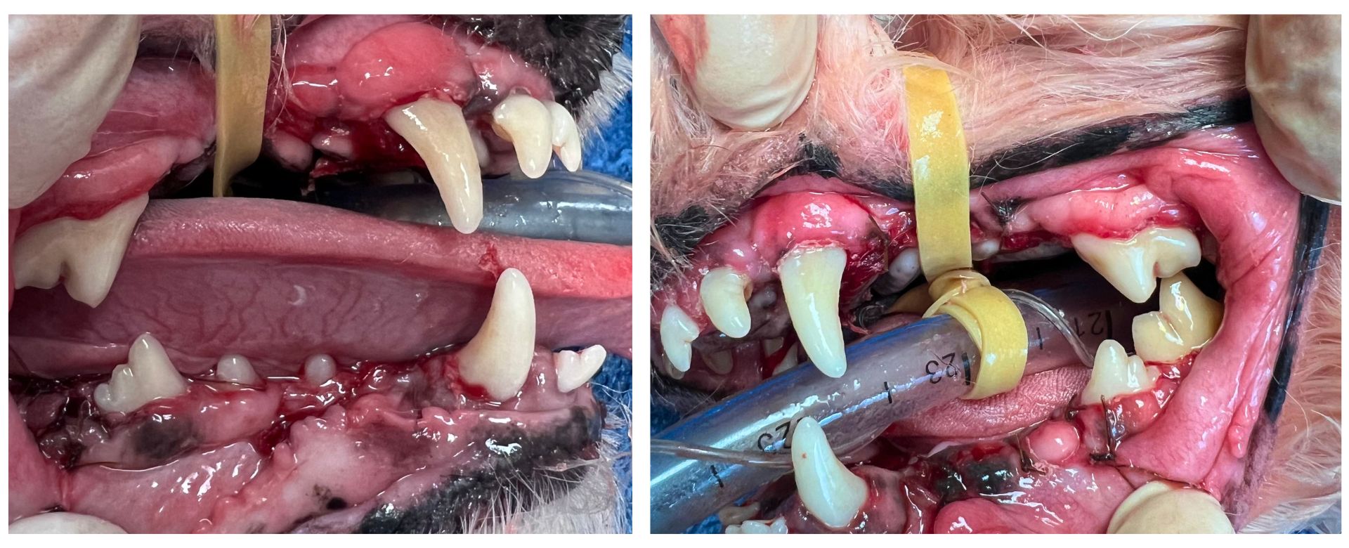 After dental cleaning of dog teeth