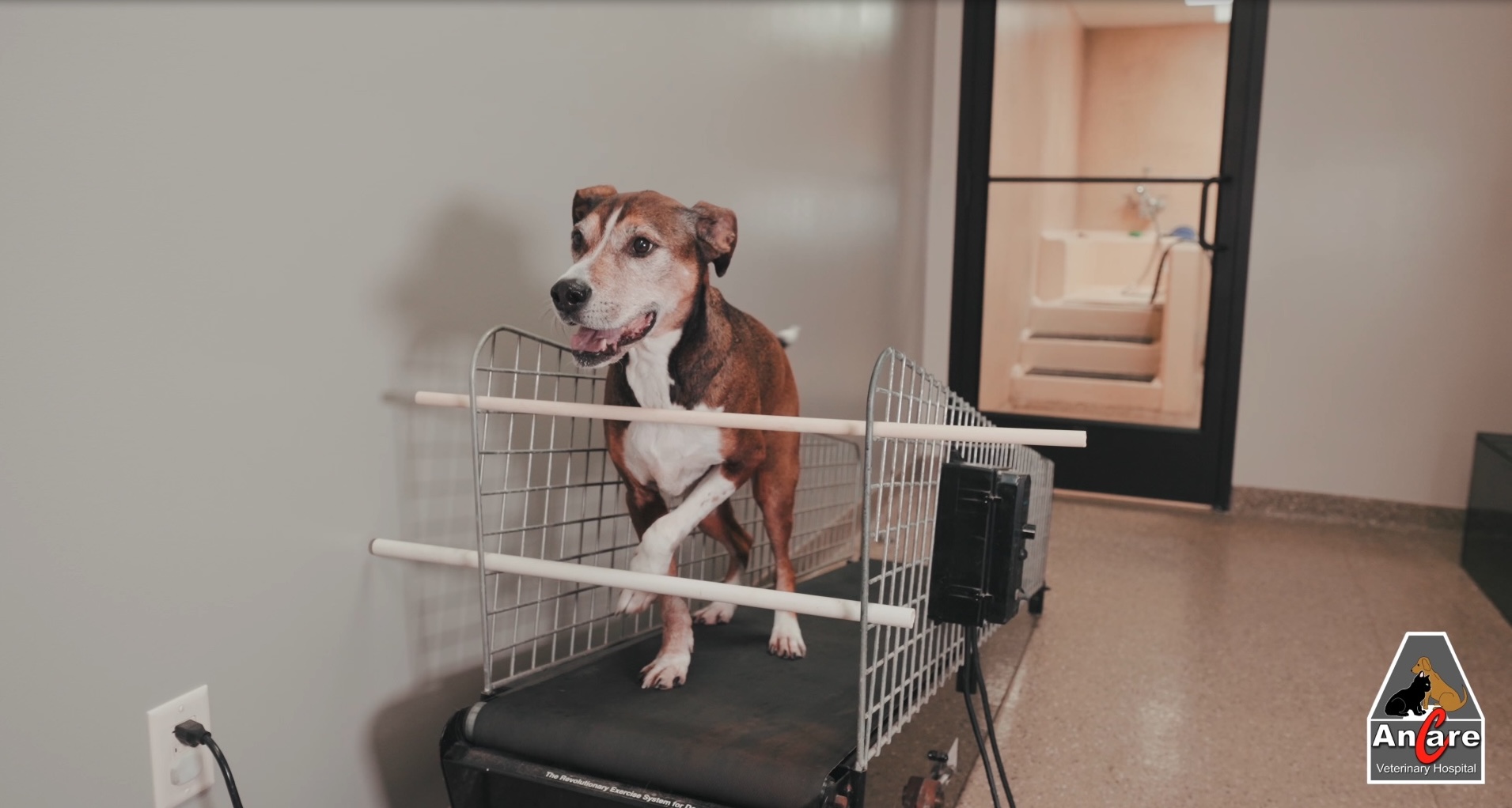 Dogs on treadmill at Ancare Vet Hospital