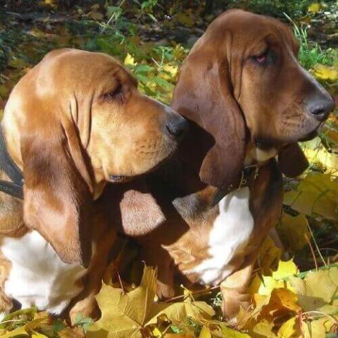 Basset discount hound balls