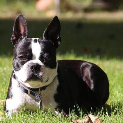 Short legged boston store terrier