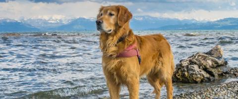 Golden Retriever on beach with waves