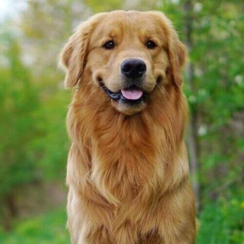 Full grown sales male golden retriever