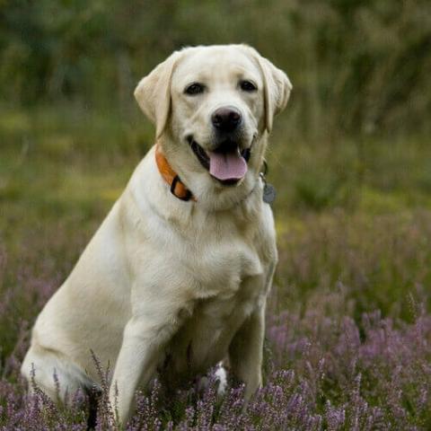 Labrador Retriever | Ancare Veterinary Hospital