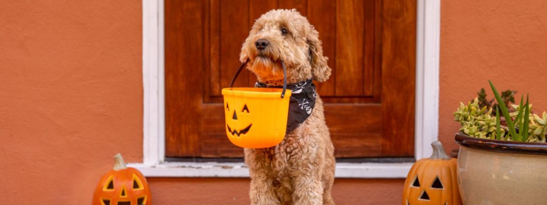 8 Easy Pet Costume Ideas for Pets Who Don’t Like Dressing Up A Doodle dog holding a Halloween treat pail in its mouth.