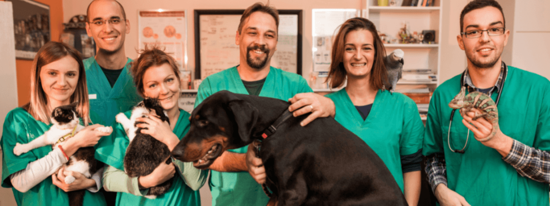 Aaha accredited veterinary store hospitals near me