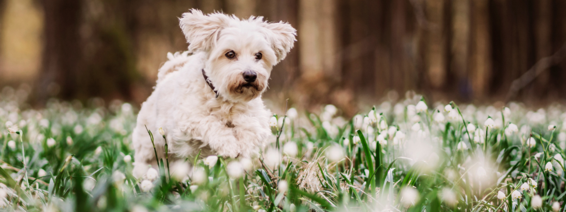 Dog leaping into white flowers