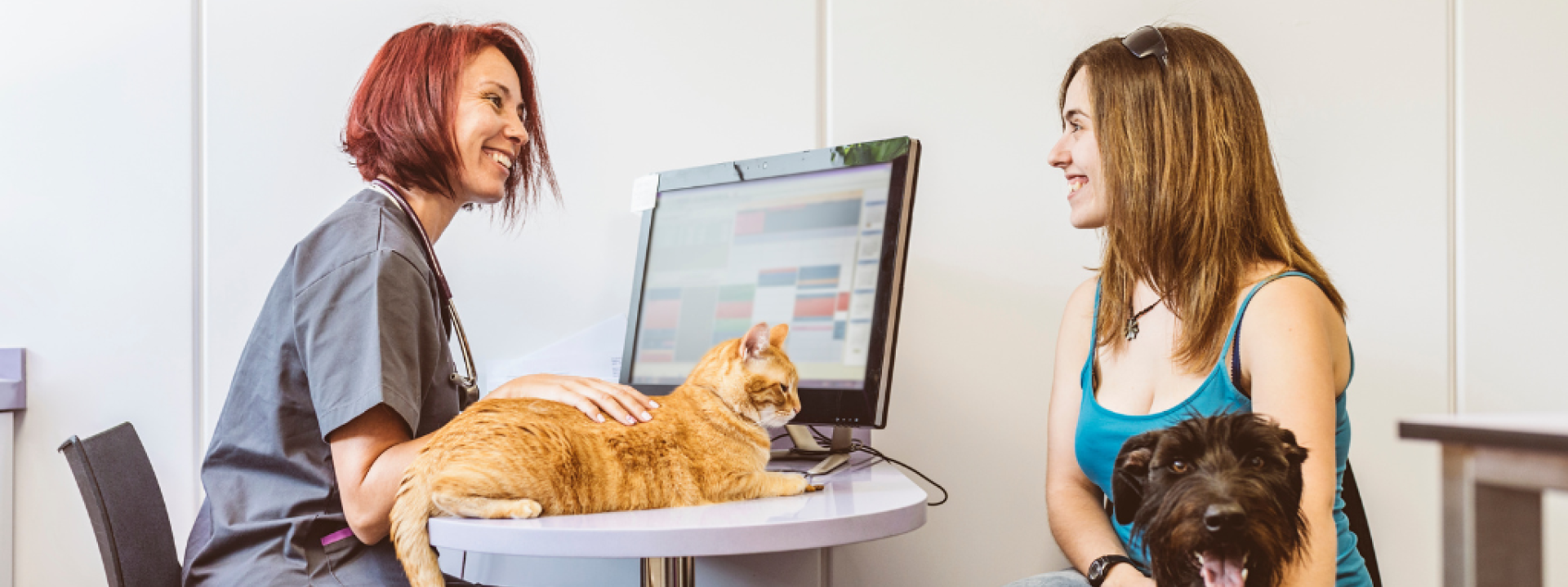 Veterinarian doctor is making a check up of a cute beautiful cat.